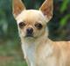Chihuahua Asa Chihuahuas From Paradise