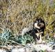 Finsk lapphund Black Tracks Votsi.