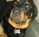 Rottweiler * Malou *