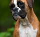 Boxer Choice von Ellinghaus