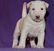 Bullterrier miniature Minimalistic`s WD Icebreaker "Clubber"