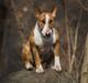 Bullterrier Dexter