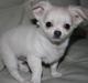 Chihuahua Amacing Gigolo (Balder)