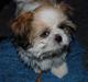 Shih tzu Alfred