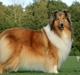 Collie langhåret Lapinette´s Prima Donna