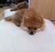 Pomeranian Nor