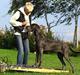 Grand danois Horsebjerg Pay This Woman (Asti)