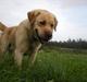 Labrador retriever Sniffer