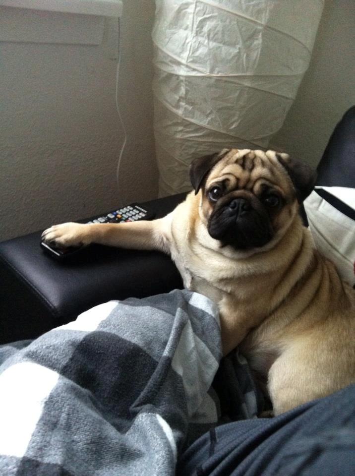 Mops Muffin - Mooooar.. jeg vil se Animal Planet :) billede 13