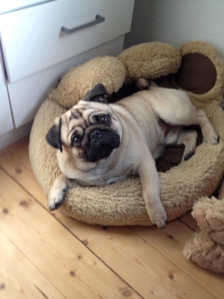 Mops Muffin - Muffin <3 billede 5