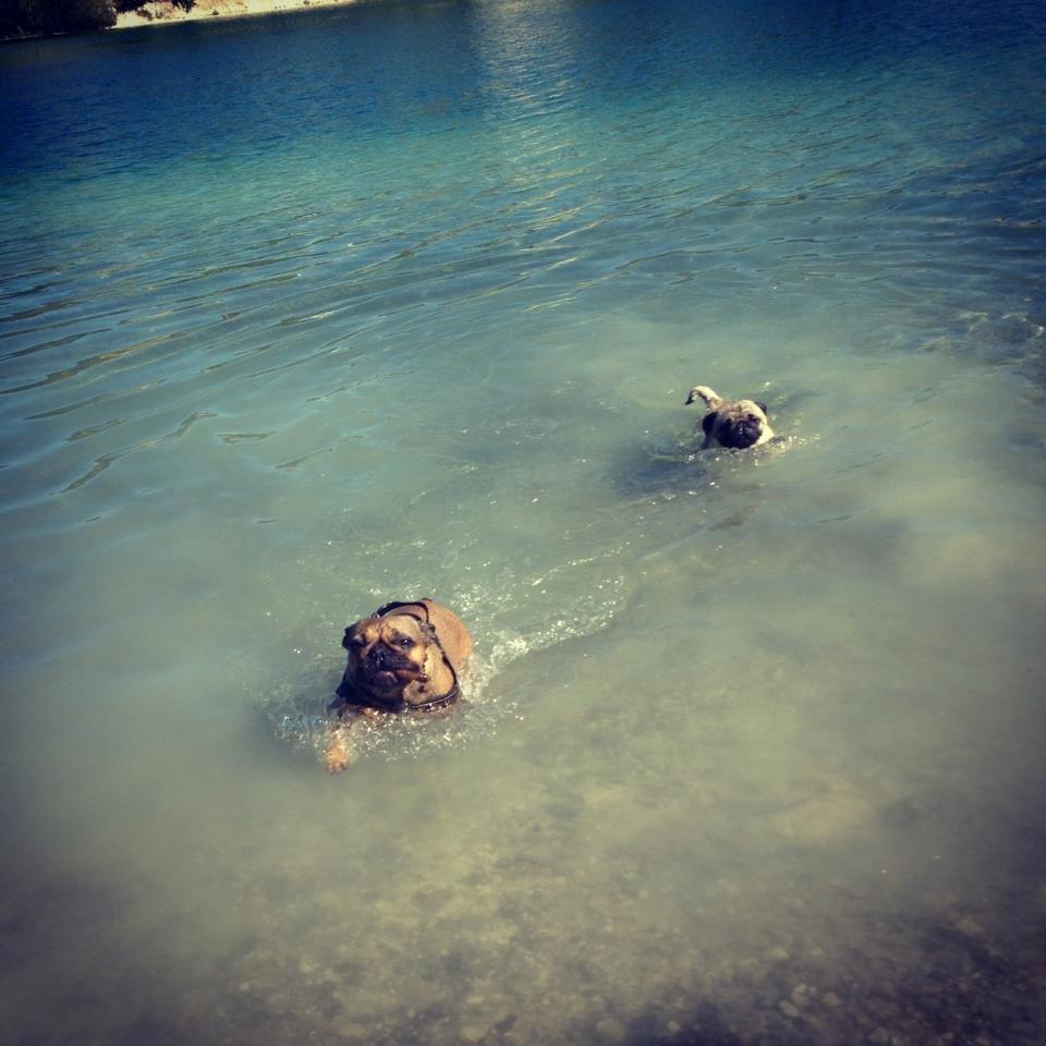 Mops Muffin - Første svømmetur <3 mor er så stolt :) billede 11