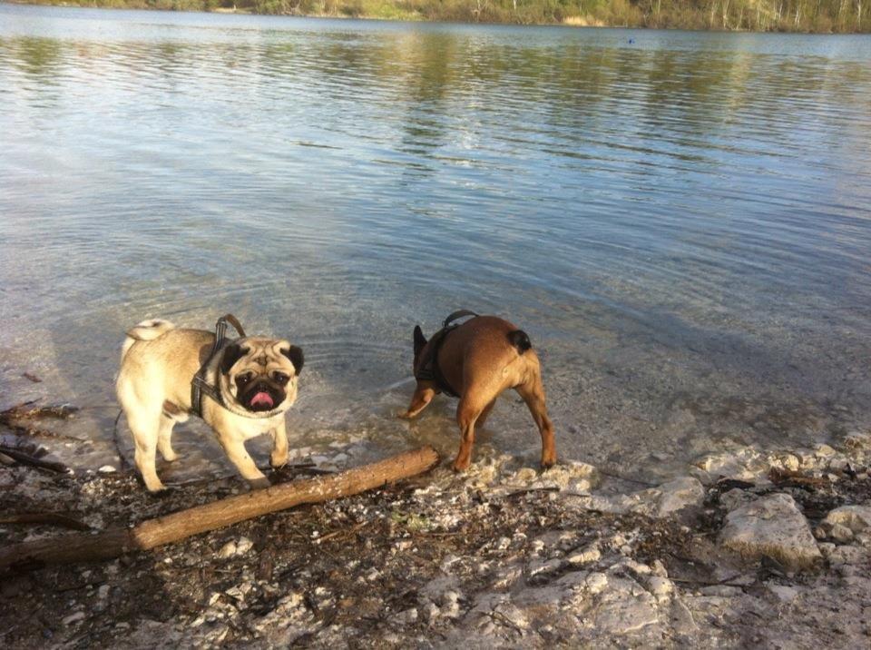 Mops Muffin - Muffin og Bertha billede 10