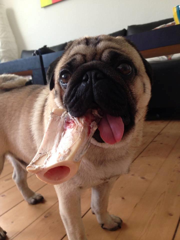 Mops Muffin - Køn er han ;-) billede 12