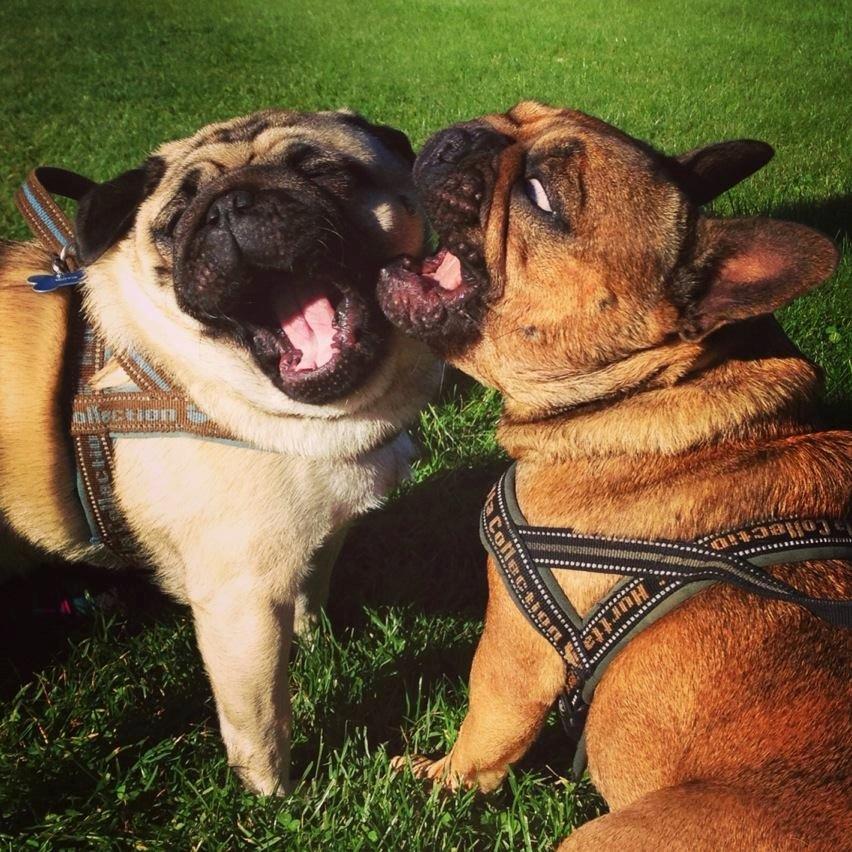 Mops Muffin - Muffin og Bertha når de hygger mest :o) billede 8