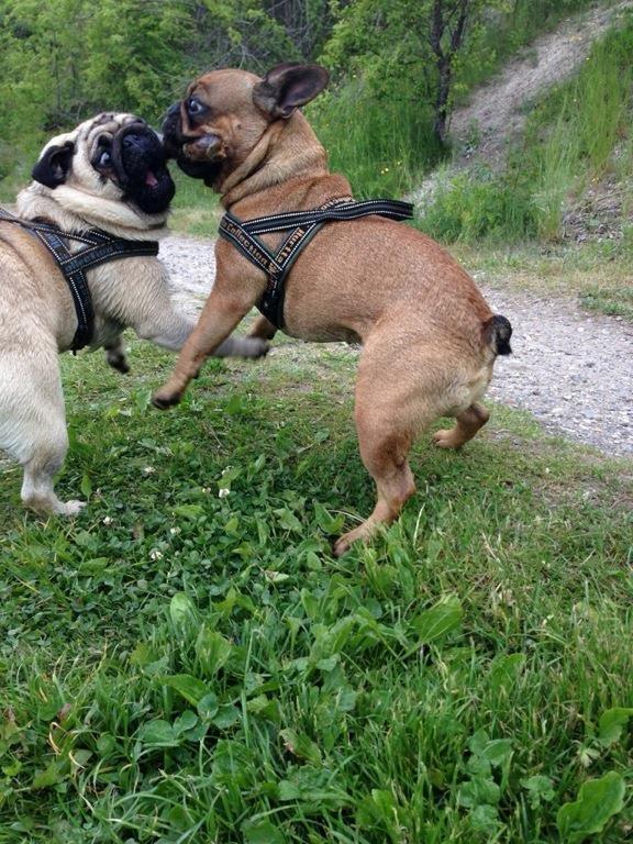 Mops Muffin - Muffin og Bertha i kridtgraven. billede 9