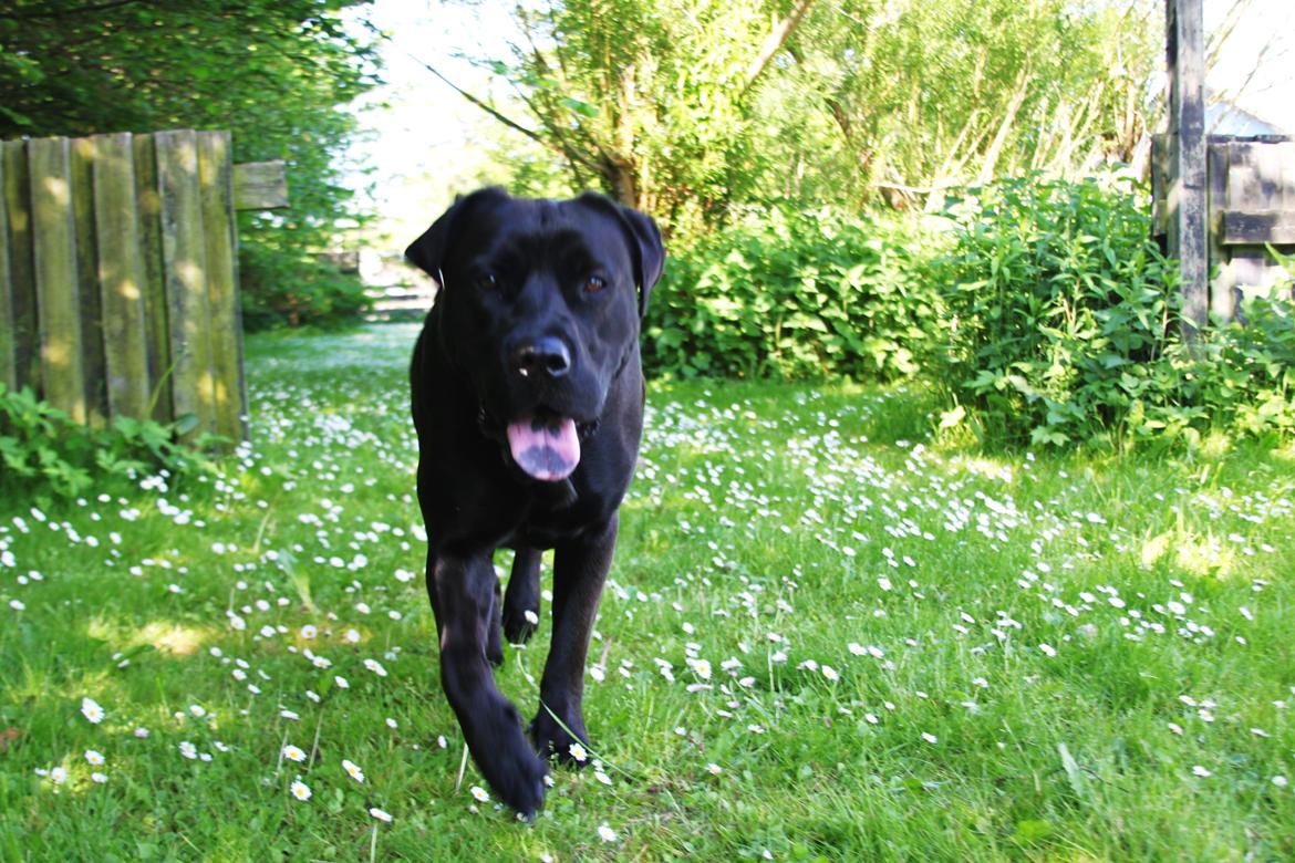 Blanding af racer Betsy - Miss B afpatruljerer haven billede 1