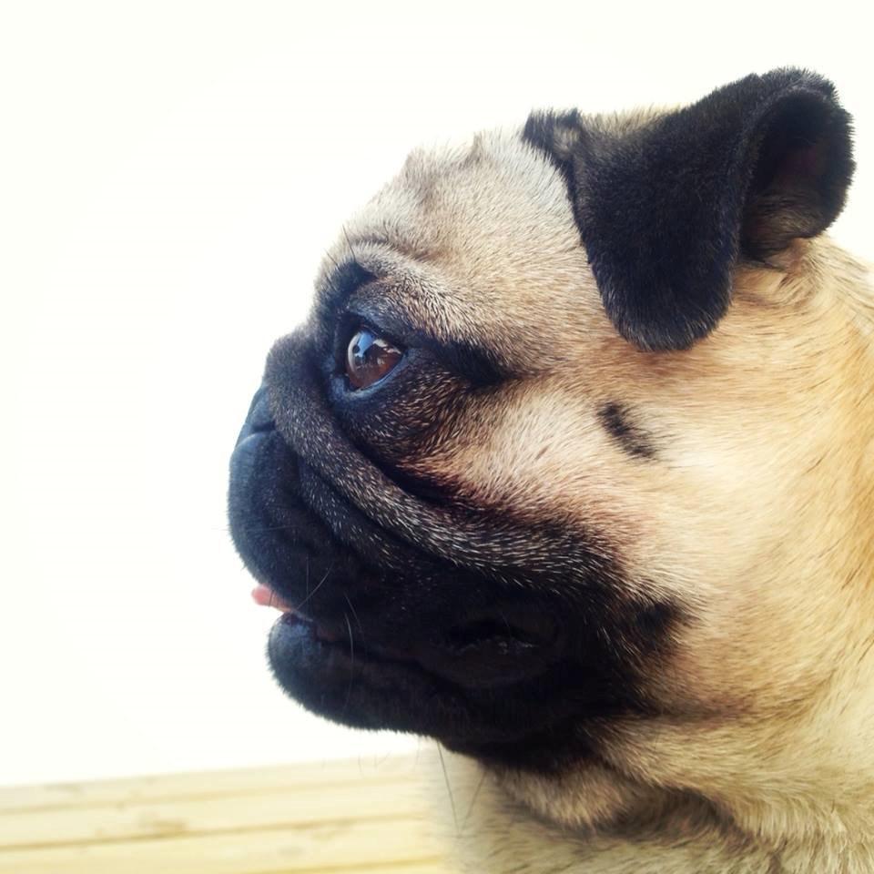 Mops Muffin - Muffin <3 billede 7