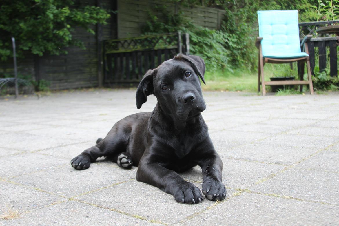 Blanding af racer Betsy - Baby Betsy billede 2