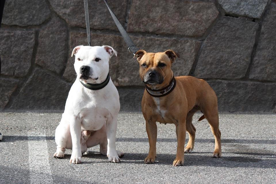 Staffordshire bull terrier Wenk-Staffs Loud´n Clear - Sokkes smukke forældre <3 billede 2
