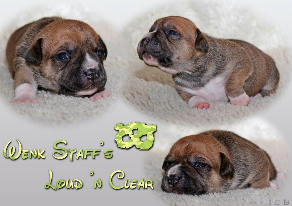 Staffordshire bull terrier Wenk-Staffs Loud´n Clear billede 3