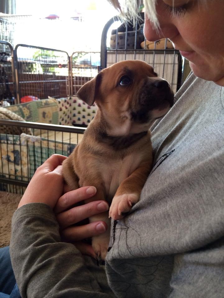 Staffordshire bull terrier Wenk-Staffs Loud´n Clear billede 4