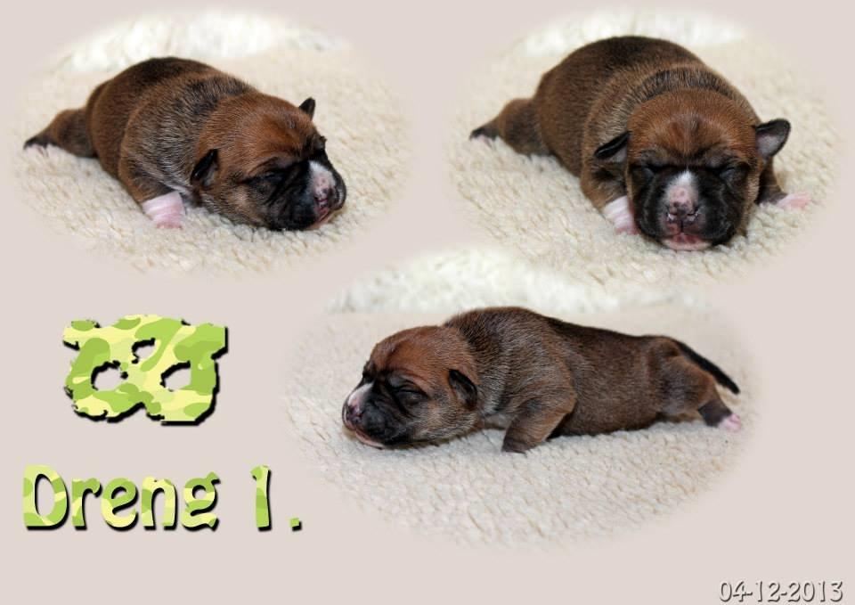 Staffordshire bull terrier Wenk-Staffs Loud´n Clear billede 5