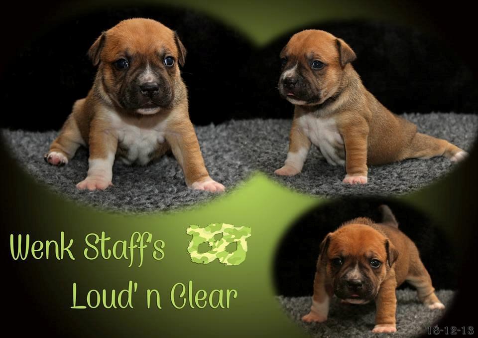 Staffordshire bull terrier Wenk-Staffs Loud´n Clear billede 6