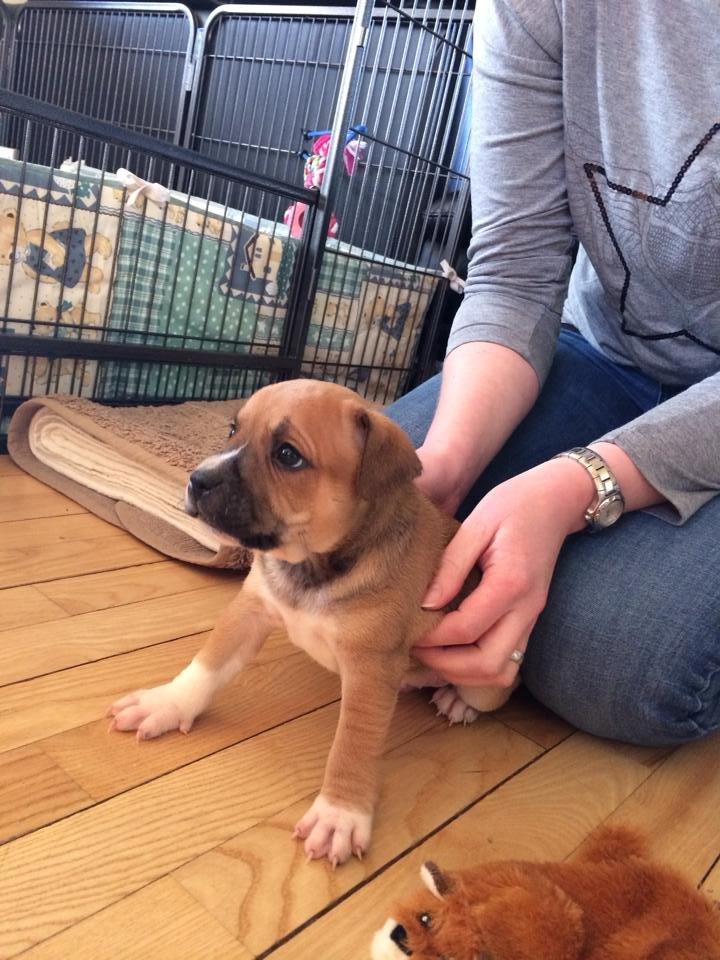 Staffordshire bull terrier Wenk-Staffs Loud´n Clear billede 7