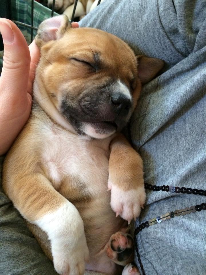 Staffordshire bull terrier Wenk-Staffs Loud´n Clear billede 8