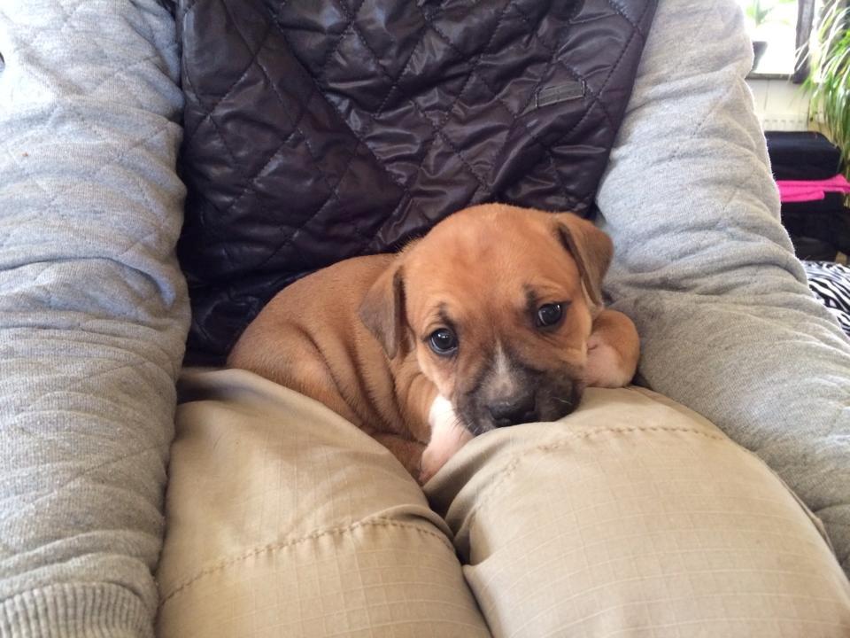 Staffordshire bull terrier Wenk-Staffs Loud´n Clear billede 1