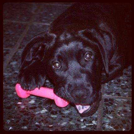 Blanding af racer Betsy billede 3