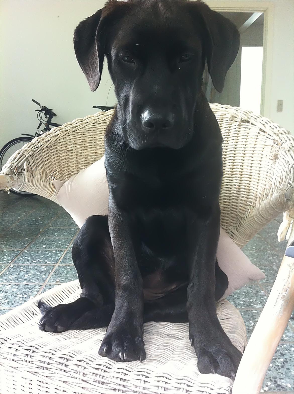 Blanding af racer Betsy billede 4