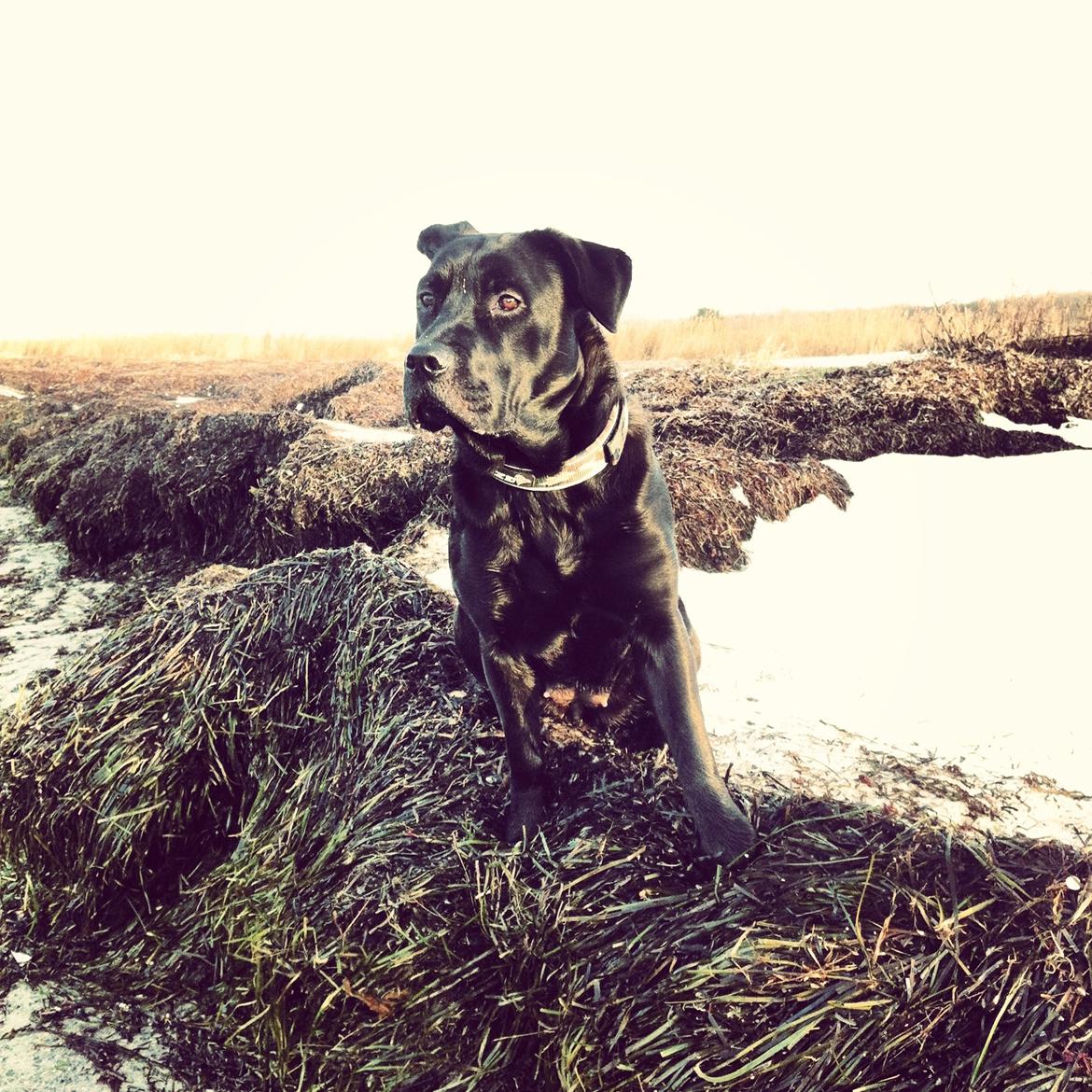 Blanding af racer Betsy billede 5