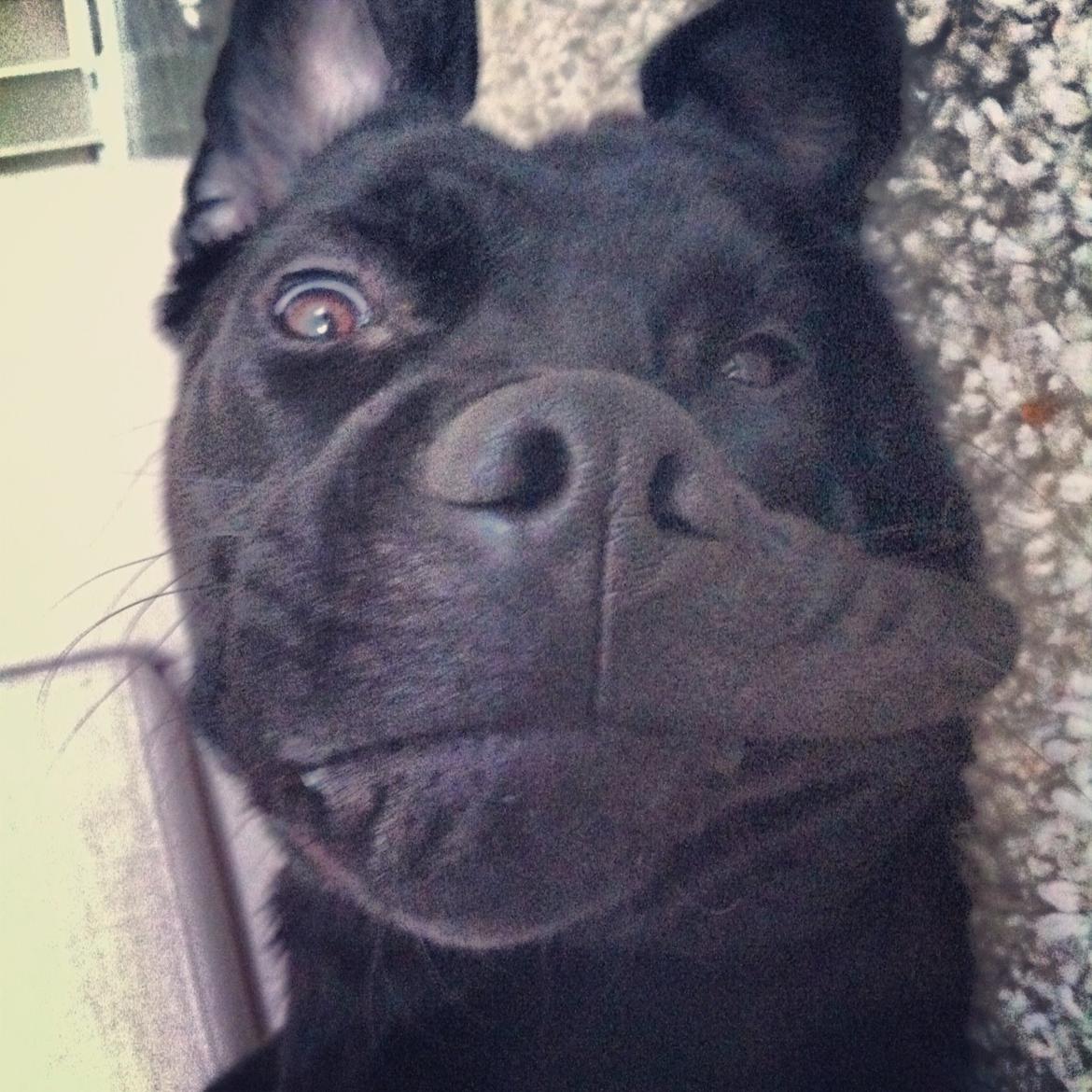 Blanding af racer Betsy billede 6