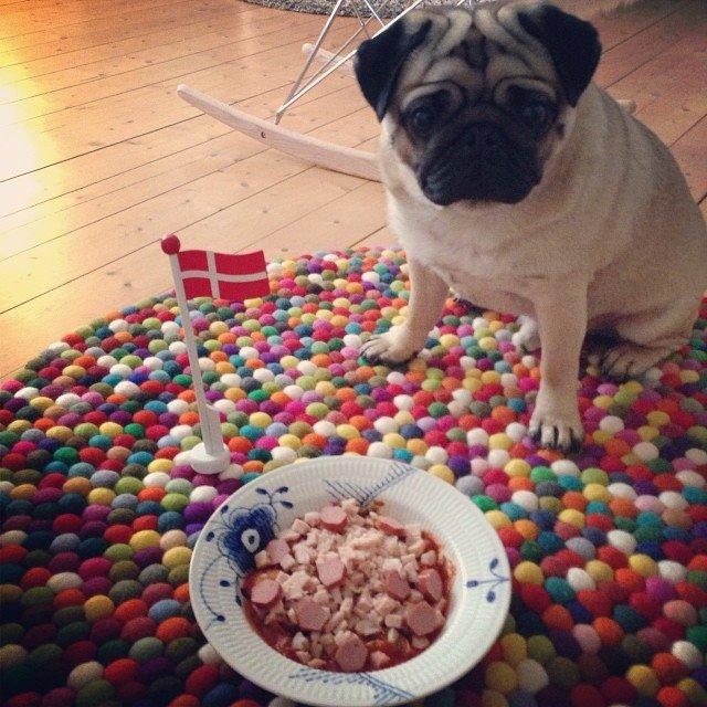 Mops Muffin - Muffin 2 år <3 Venter pænt på sin mad. billede 1