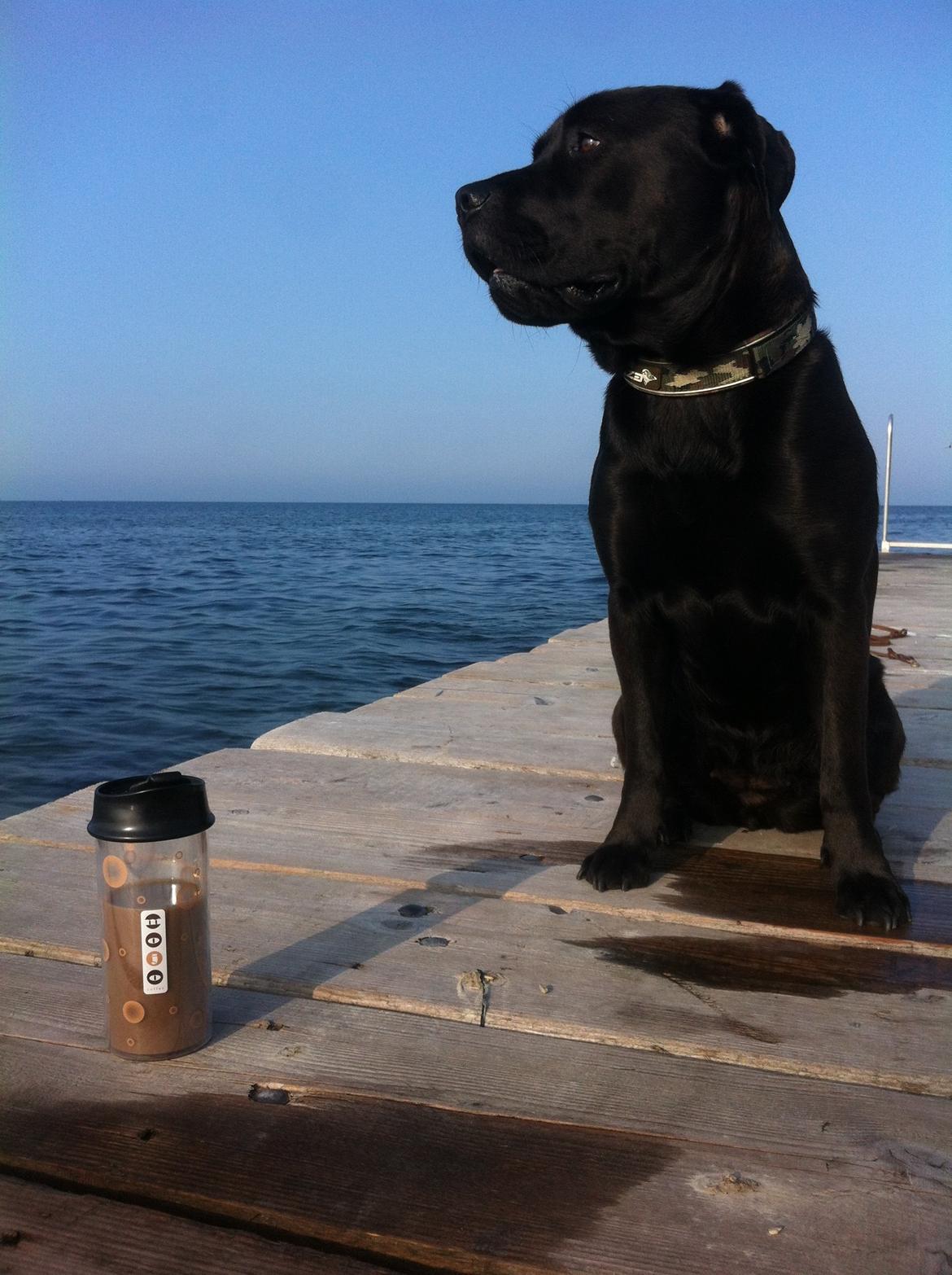 Blanding af racer Betsy - Morgenkaffe i Caribien, Sydvestpynten billede 7