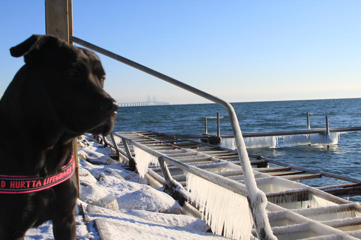 Blanding af racer Betsy billede 8