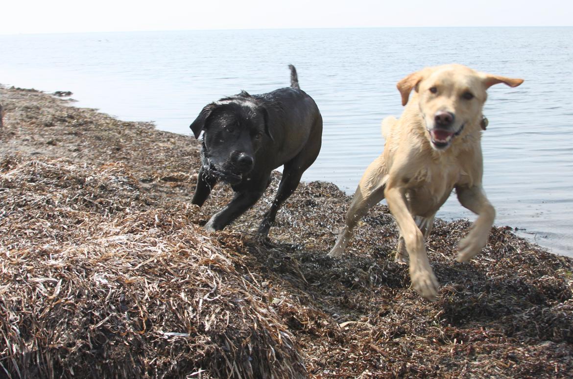Blanding af racer Betsy billede 9