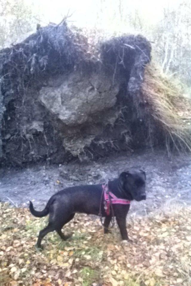 Blanding af racer Betsy billede 10