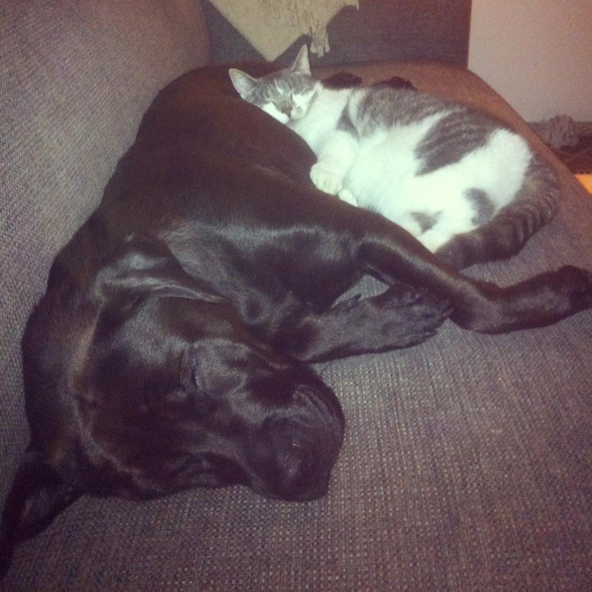 Blanding af racer Betsy billede 11