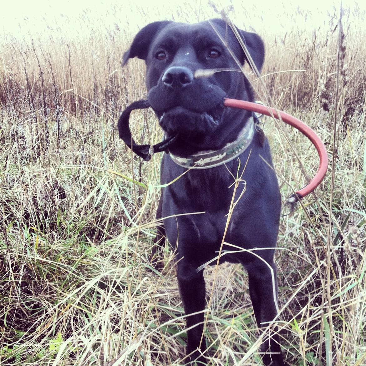 Blanding af racer Betsy billede 12