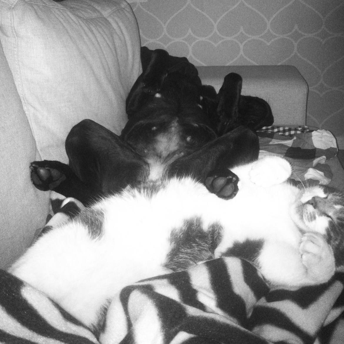 Blanding af racer Betsy billede 13