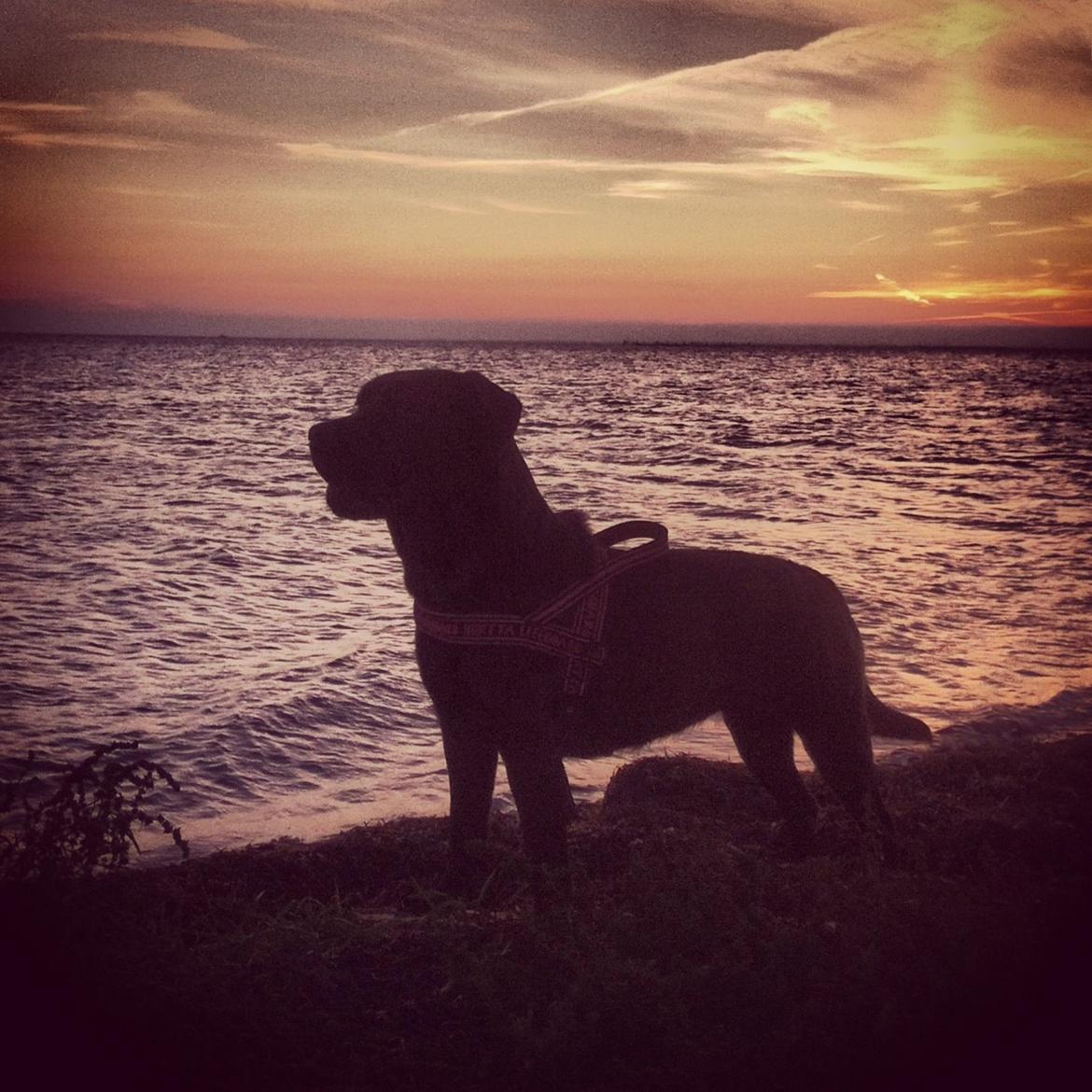 Blanding af racer Betsy billede 14