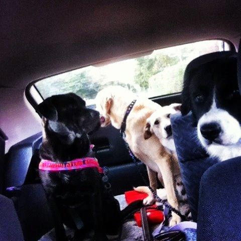 Blanding af racer Betsy billede 15