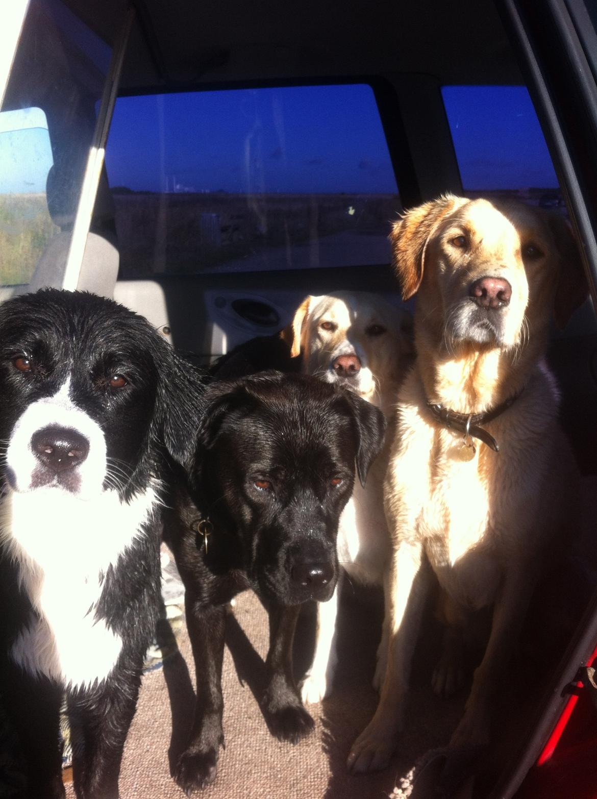 Blanding af racer Betsy billede 16