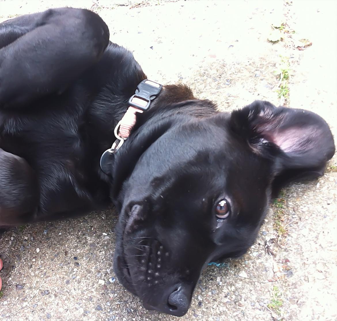 Blanding af racer Betsy billede 17