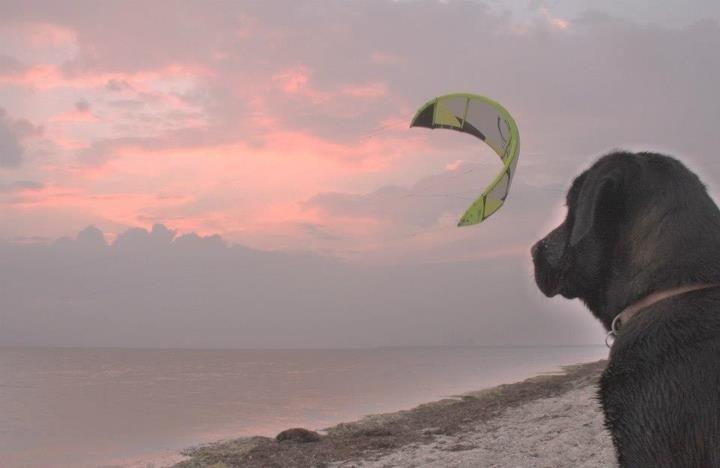 Blanding af racer Betsy billede 18