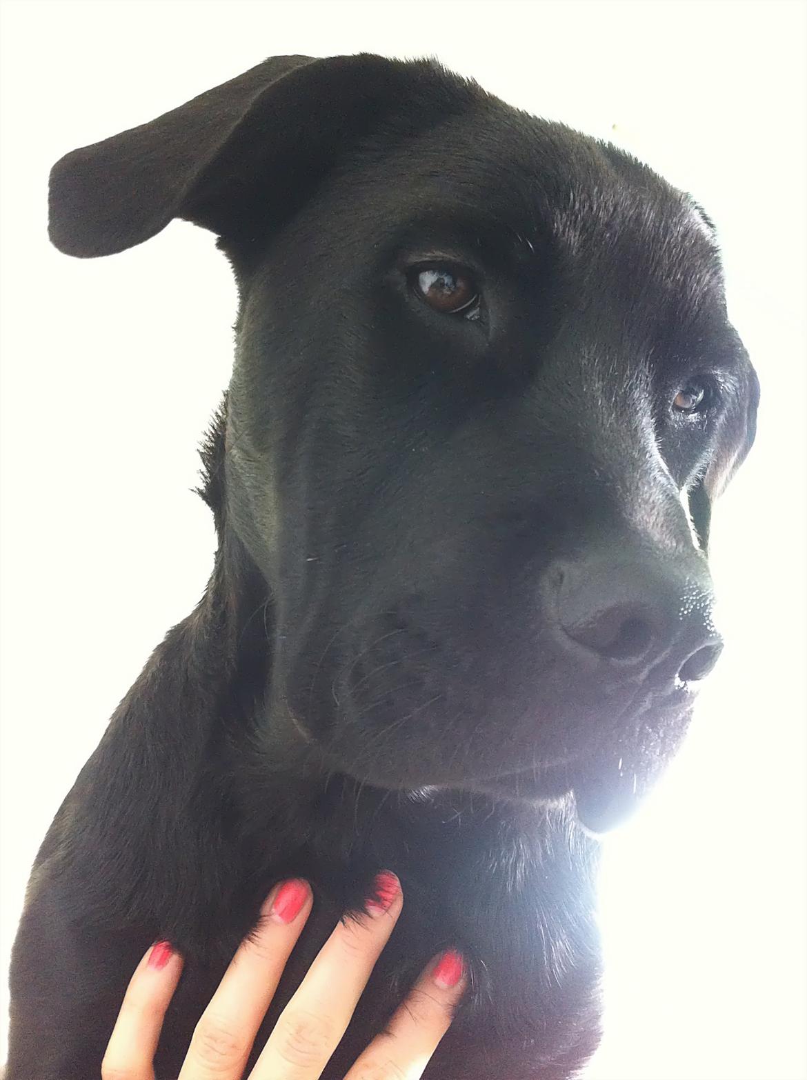 Blanding af racer Betsy billede 19