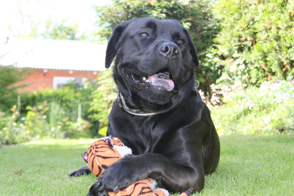 Blanding af racer Betsy billede 20