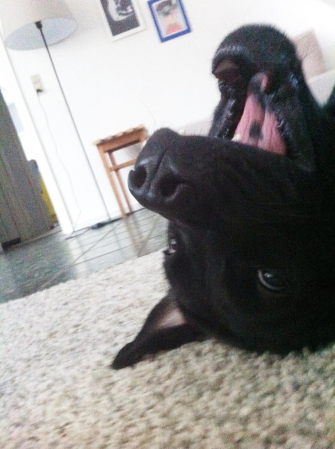 Blanding af racer Betsy billede 21